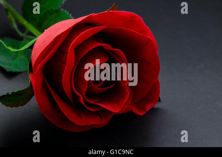 Rose rouge sur fond noir Banque D'Images