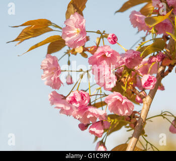 Sakura beauté twig close up Banque D'Images