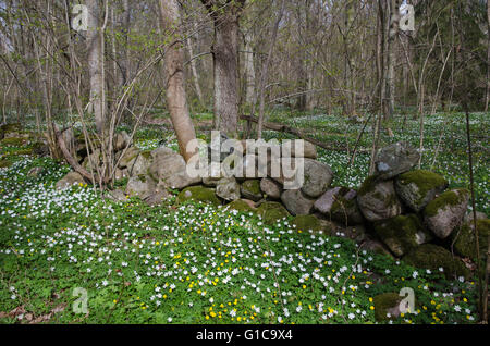 Vue du printemps à une forêt de feuillus avec blanc et jaune fleurs anémones bois par un vieux mur de pierre Banque D'Images