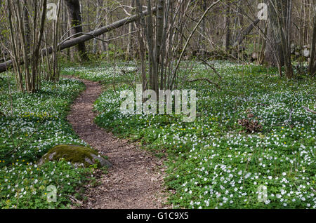 Sentier à ressort dans une forêt de feuillus avec un sol couvert de fleurs Banque D'Images