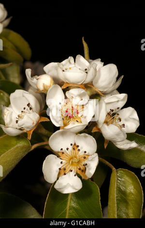 Fleur de poire variété Onward Banque D'Images