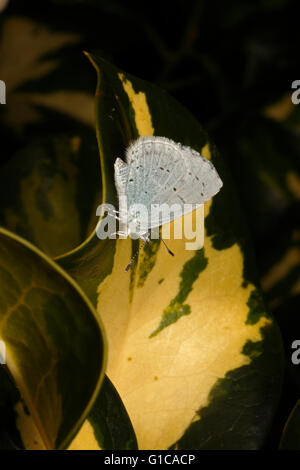 Holly BLue butterfly reposant sur une feuille de houx Banque D'Images