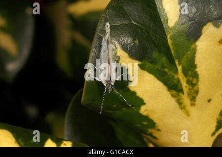 Holly BLue butterfly reposant sur une feuille de houx Banque D'Images