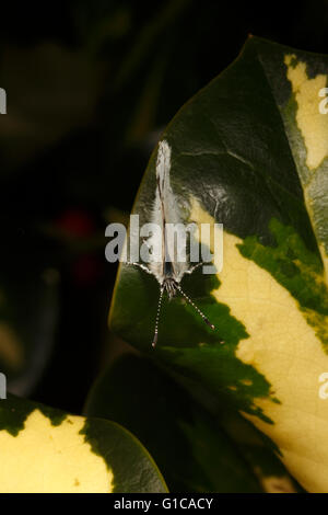 Holly BLue butterfly reposant sur une feuille de houx Banque D'Images