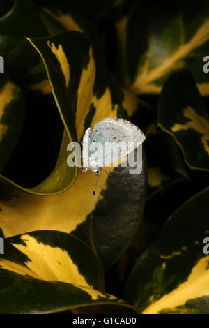 Holly BLue butterfly reposant sur une feuille de houx Banque D'Images