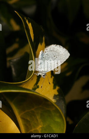 Holly BLue butterfly reposant sur une feuille de houx Banque D'Images