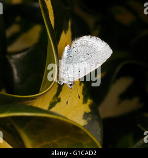 Holly BLue butterfly reposant sur une feuille de houx Banque D'Images