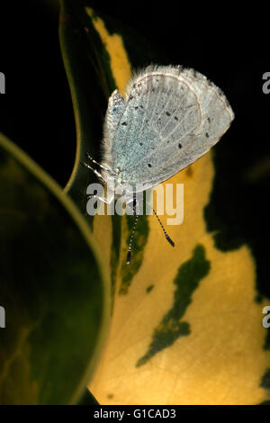 Holly BLue butterfly reposant sur une feuille de houx Banque D'Images