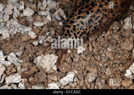 Limace léopard Limax maximus. Se nourrit d'autres limaces. Banque D'Images