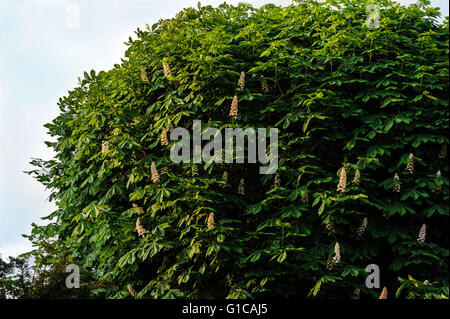 Aesculus hippocastanum, Marronnier, Buckeye. Banque D'Images