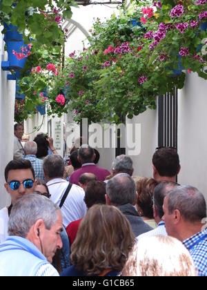 Calle de las Flores, Cordoue, Andalousie, Espagne, Europe Banque D'Images