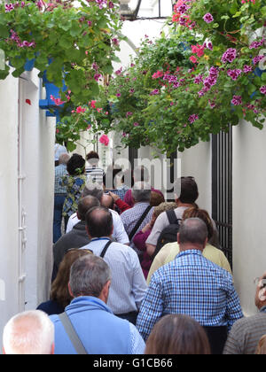 Calle de las Flores, Cordoue, Andalousie, Espagne, Europe Banque D'Images