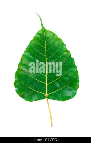 Bohhi feuille arbre isolé sur fond blanc. Banque D'Images