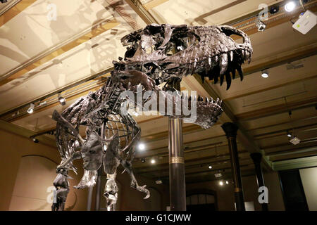 Das Feststellung des Tyrannus Rex Saurus Tristan 'Otto', Naturhistorisches Museum, Berlin. Banque D'Images