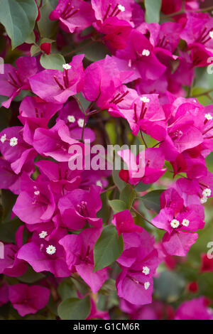 Bougainvilliers, fleurs violettes texture background Banque D'Images