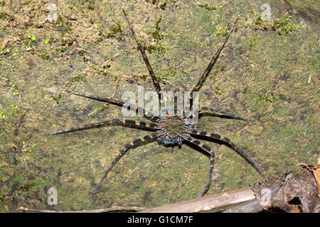 Une grande araignée protégeant ses oeufs dans le monde perdu de Sabah Banque D'Images