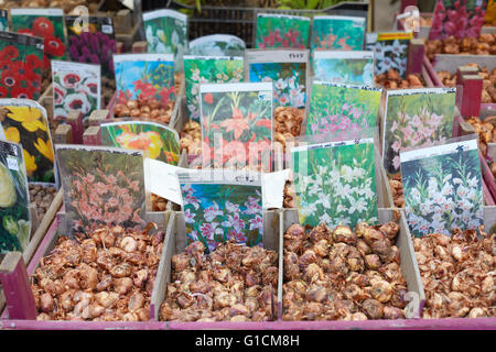 Bulbes à fleurs en vente à Orticola de Milan, Italie Banque D'Images