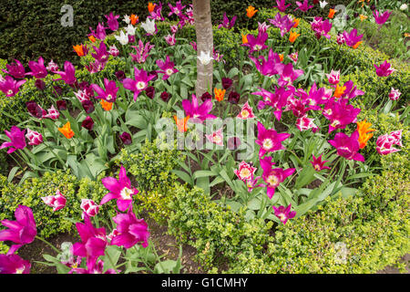 Tulipes colorées dans un jardin boarder, England, UK Banque D'Images