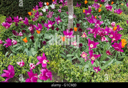 Tulipes colorées dans un jardin boarder, England, UK Banque D'Images