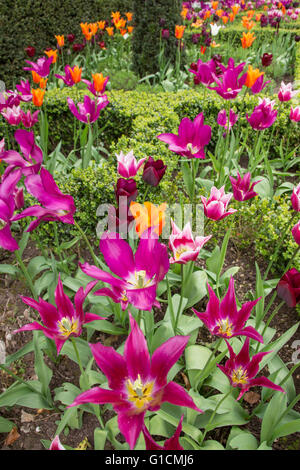 Tulipes colorées dans un jardin boarder, England, UK Banque D'Images