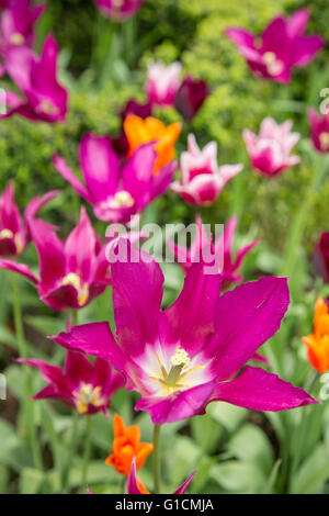 Tulipes colorées dans un jardin boarder, England, UK Banque D'Images