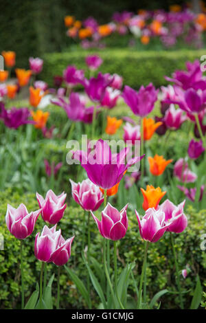 Tulipes colorées dans un jardin boarder, England, UK Banque D'Images