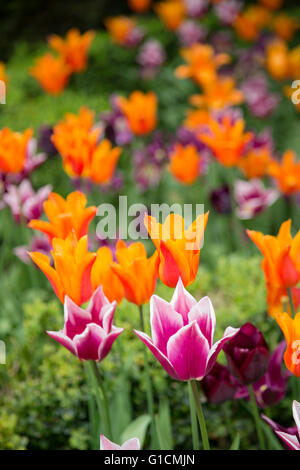 Tulipes colorées dans un jardin boarder, England, UK Banque D'Images