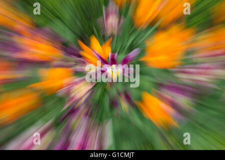 Tulipes colorées burst zoom dans un jardin boarder, England, UK Banque D'Images