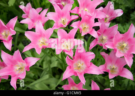 Tulipes colorées dans un jardin boarder, England, UK Banque D'Images