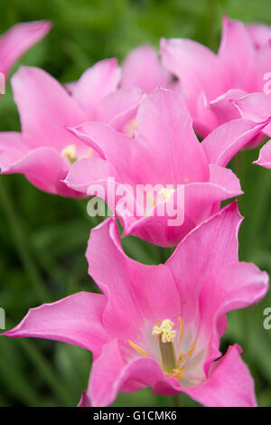 Tulipes colorées dans un jardin boarder, England, UK Banque D'Images