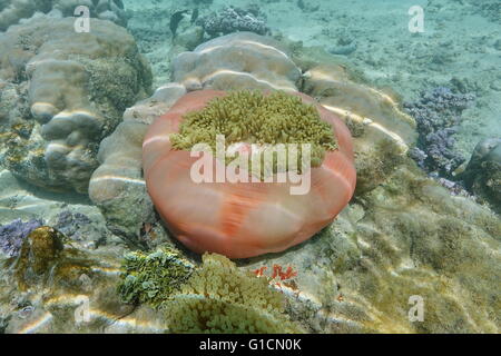 Une vue magnifique sur la mer, de l'anémone Heteractis magnifica, la vie sous-marin, l'océan Pacifique, Polynésie Française Banque D'Images