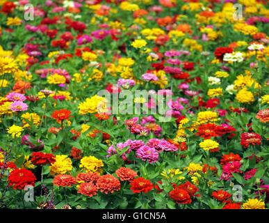 Un lit de fleurs de souci (Tagetes patula) dans de solides et des couleurs vives. Banque D'Images