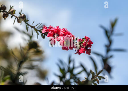 Leptospermum scoparium Banque D'Images