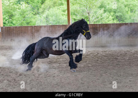 Black Stallion de cheval frison gallopping Banque D'Images