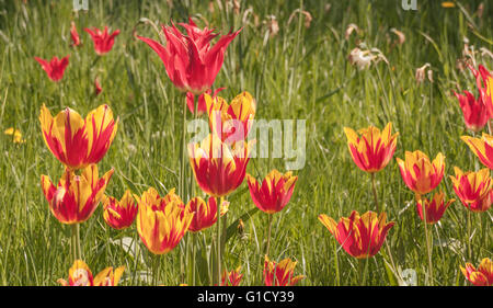 Une vue rapprochée de tulipes rouges et jaunes plantés dans des jardins à York Banque D'Images