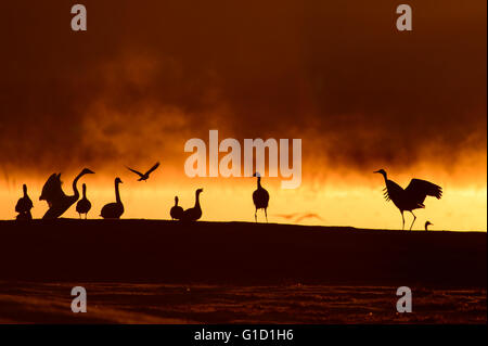 Silhouettes de grues cendrées au lac Hornborga (Hornborgasjön) en Suède sur un matin magique avec red mist sur l'eau pendant le lever du soleil. Les grues rester ici pendant un certain temps au cours de la migration printanière et faire leur parade nuptiale des danses. Banque D'Images