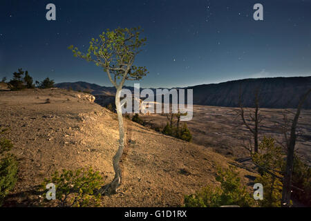 WY01694-00...WYOMING - lever de lune qui ferait la lumière sur la terrasse supérieure au Mammoth Hot Spring dans le Parc National de Yellowstone. Banque D'Images