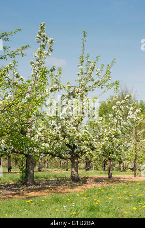 Pyrus communis Belle Julie. Pear Tree orchard en fleurs à RHS Wisley Gardens, Surrey, Angleterre Banque D'Images