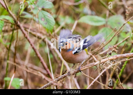 Un mâle (Fringilla coelebs Chaffinch) Affichage d'une femelle à proximité Banque D'Images