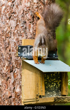 Un écureuil roux (Sciurus vulgaris) dans Newborouigh Forêt sur Anglesey (Ynys Mon) Banque D'Images