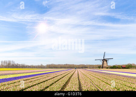 Champs Jacinthe multicolore à lisse, à proximité du jardin de Keukenhof, Pays-Bas Banque D'Images