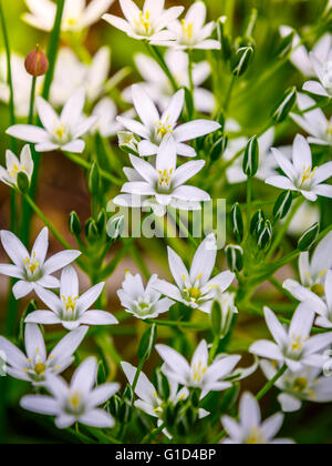 Fleurs blanches d'Ornithogalum umbellatum (étoile de Bethléem) et tendres bourgeons Banque D'Images