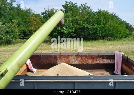 La vidange des moissonneuses-grain dans un camion. L'agriculture et l'élevage Collection Banque D'Images