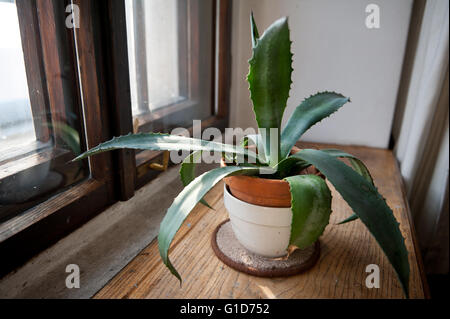 Agave vert on windowsill, succulentes poussant dans l'intérieur de la chambre en Pologne, le feuillage dans la lumière du soleil de la fenêtre en bois. Banque D'Images