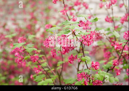 Floraison rouge groseille macro, fleurs dans la saison du printemps en Espagne, l'Europe, l'abondance des fleurs rouges sur la luxuriante arbuste en fleurs plante. Banque D'Images