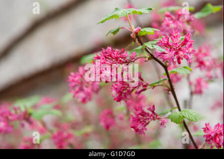 Macro fleurs rouge groseille, Ribes floraison brindille dans la saison du printemps en Espagne, l'Europe, l'abondance des fleurs rouges sur la luxuriante floraison arbuste. Banque D'Images