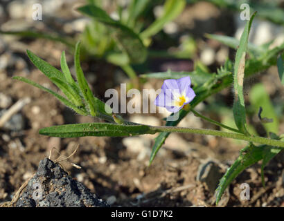 Cinq lobes - liseron des champs Convolvulus pentapetaloides fleur sauvage de Chypre Banque D'Images