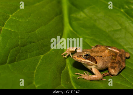 Grenouille des bois Banque D'Images