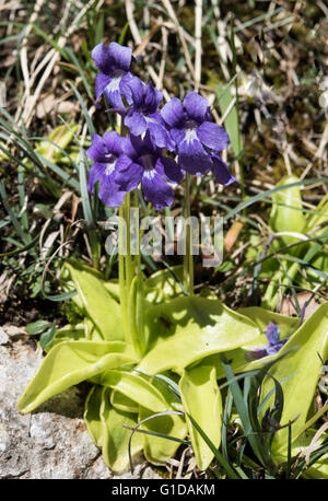 Pinguicula grandiflora, Grassette à grandes fleurs, poussant sur les falaises humides dans le Parc Naturel de Somiedo, Asturies, Espagne. Avril. Banque D'Images