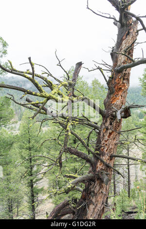 Un vieil arbre mort qui a été frappé par la foudre Banque D'Images